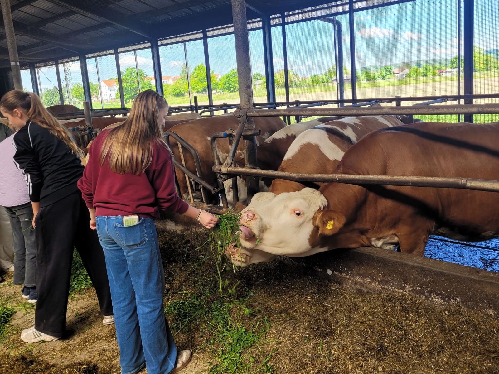 6. Klassen der CvL zu Besuch auf dem Bauernhof